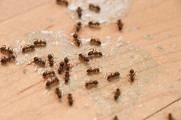 Best Termite Control Services  in Penns Grove, NJ